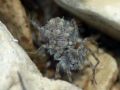 Pardosa wagleri
